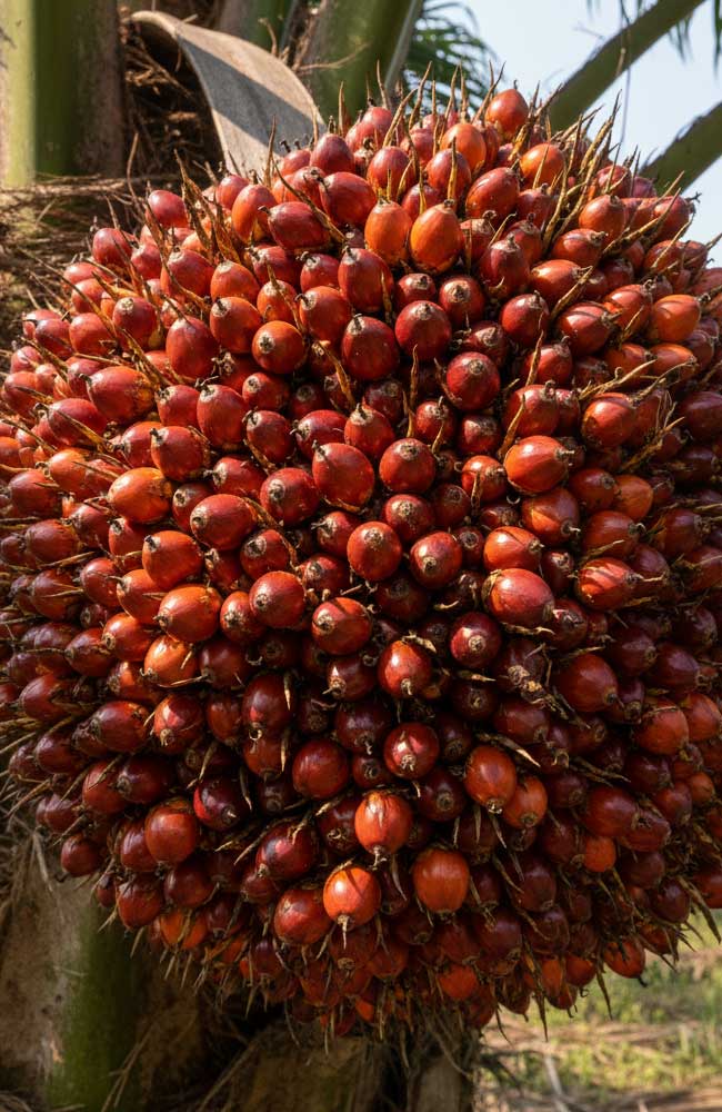 Tentang Kami 32143124