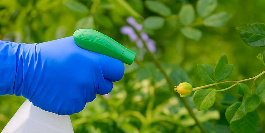 Home pesticide234564q2teghsagduyfuqtweyrfjsdgd